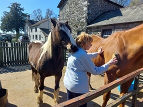Customer Photo of Meditate with Horses in the Lake District